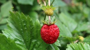 Preview wallpaper strawberry, berry, macro, red, wild