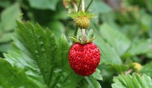 Preview wallpaper strawberry, berry, macro, red, wild