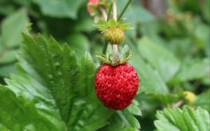 Preview wallpaper strawberry, berry, macro, red, wild