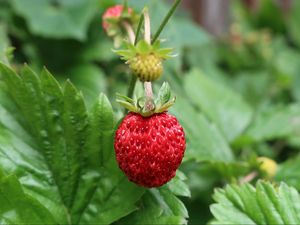 Preview wallpaper strawberry, berry, macro, red, wild