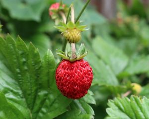 Preview wallpaper strawberry, berry, macro, red, wild