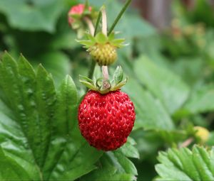 Preview wallpaper strawberry, berry, macro, red, wild