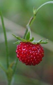 Preview wallpaper strawberry, berry, macro, plant, leaves