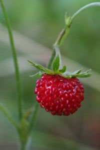 Preview wallpaper strawberry, berry, macro, plant, leaves