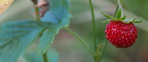 Preview wallpaper strawberry, berry, macro, plant, leaves