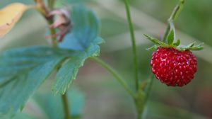 Preview wallpaper strawberry, berry, macro, plant, leaves