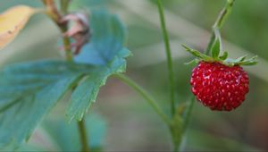 Preview wallpaper strawberry, berry, macro, plant, leaves