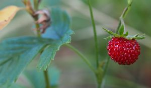 Preview wallpaper strawberry, berry, macro, plant, leaves