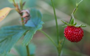 Preview wallpaper strawberry, berry, macro, plant, leaves