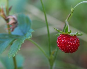 Preview wallpaper strawberry, berry, macro, plant, leaves