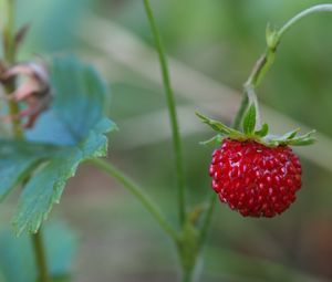 Preview wallpaper strawberry, berry, macro, plant, leaves