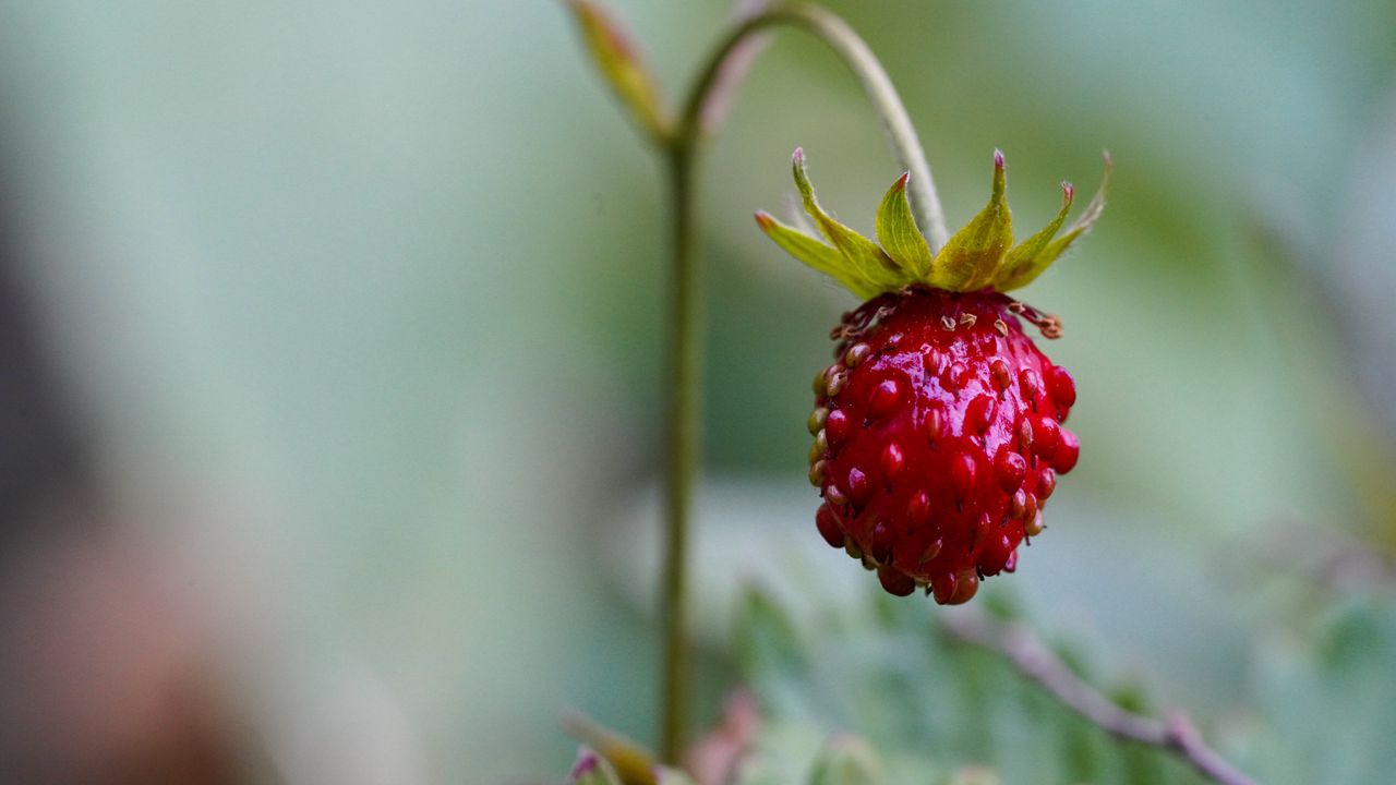 Wallpaper strawberry, berry, plant, macro