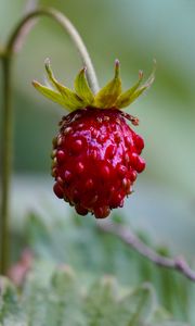 Preview wallpaper strawberry, berry, plant, macro