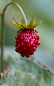 Preview wallpaper strawberry, berry, plant, macro