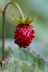 Preview wallpaper strawberry, berry, plant, macro