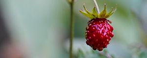 Preview wallpaper strawberry, berry, plant, macro