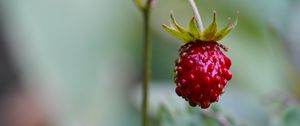 Preview wallpaper strawberry, berry, plant, macro