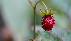 Preview wallpaper strawberry, berry, plant, macro