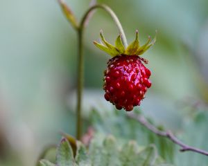 Preview wallpaper strawberry, berry, plant, macro