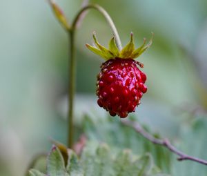 Preview wallpaper strawberry, berry, plant, macro