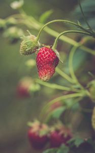 Preview wallpaper strawberry, berry, plant, leaves, macro