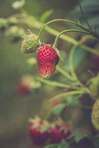 Preview wallpaper strawberry, berry, plant, leaves, macro