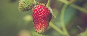 Preview wallpaper strawberry, berry, plant, leaves, macro