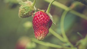 Preview wallpaper strawberry, berry, plant, leaves, macro