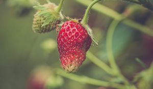 Preview wallpaper strawberry, berry, plant, leaves, macro