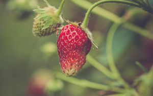 Preview wallpaper strawberry, berry, plant, leaves, macro