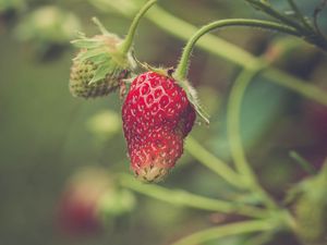 Preview wallpaper strawberry, berry, plant, leaves, macro