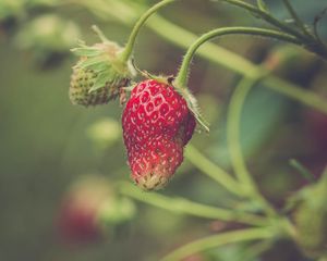 Preview wallpaper strawberry, berry, plant, leaves, macro