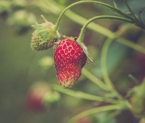 Preview wallpaper strawberry, berry, plant, leaves, macro