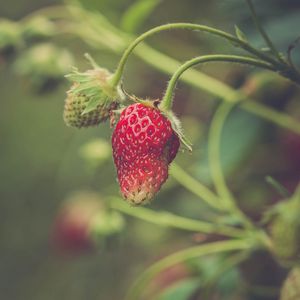 Preview wallpaper strawberry, berry, plant, leaves, macro