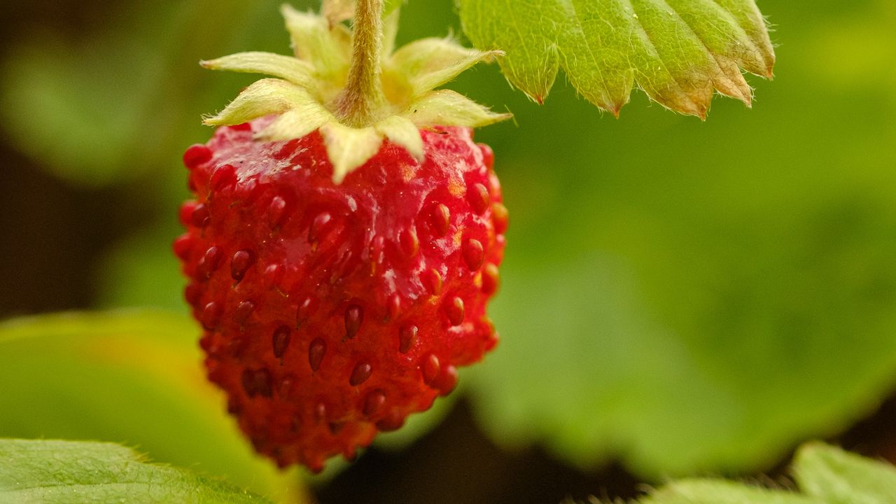 Wallpaper strawberry, berry, red, macro, plant