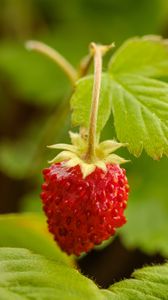 Preview wallpaper strawberry, berry, red, macro, plant