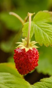 Preview wallpaper strawberry, berry, red, macro, plant