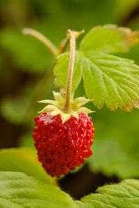 Preview wallpaper strawberry, berry, red, macro, plant