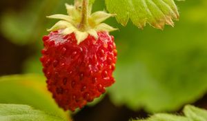 Preview wallpaper strawberry, berry, red, macro, plant