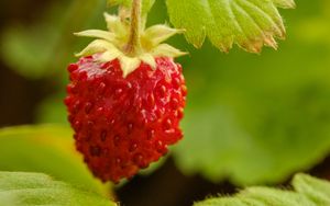 Wallpaper strawberry, berry, blur, food, red hd, picture, image