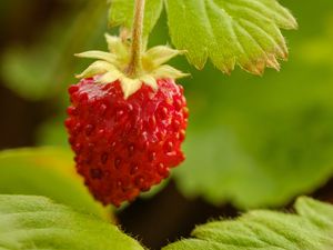 Preview wallpaper strawberry, berry, red, macro, plant