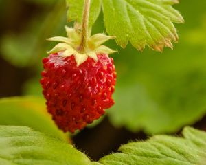 Preview wallpaper strawberry, berry, red, macro, plant