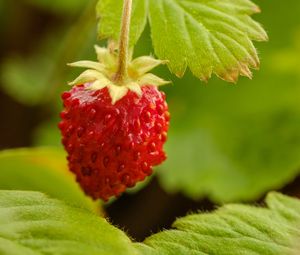 Preview wallpaper strawberry, berry, red, macro, plant