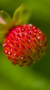 Preview wallpaper strawberry, berry, seeds, plant, macro
