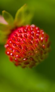 Preview wallpaper strawberry, berry, seeds, plant, macro