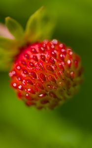 Preview wallpaper strawberry, berry, seeds, plant, macro