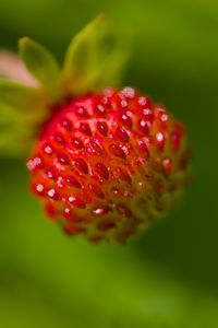 Preview wallpaper strawberry, berry, seeds, plant, macro
