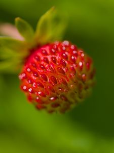 Preview wallpaper strawberry, berry, seeds, plant, macro