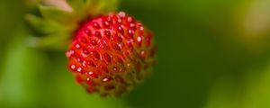 Preview wallpaper strawberry, berry, seeds, plant, macro
