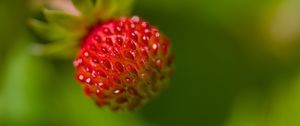 Preview wallpaper strawberry, berry, seeds, plant, macro